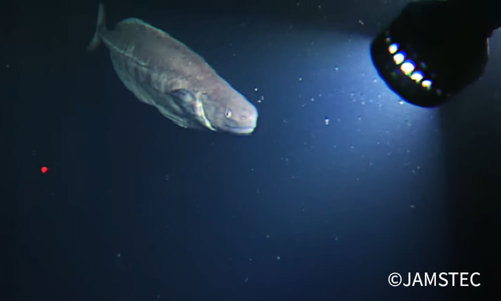 JAMSTECの調査機器のライトに照らされた暗い深海の様子。深海を泳ぐ大型魚が写っている。