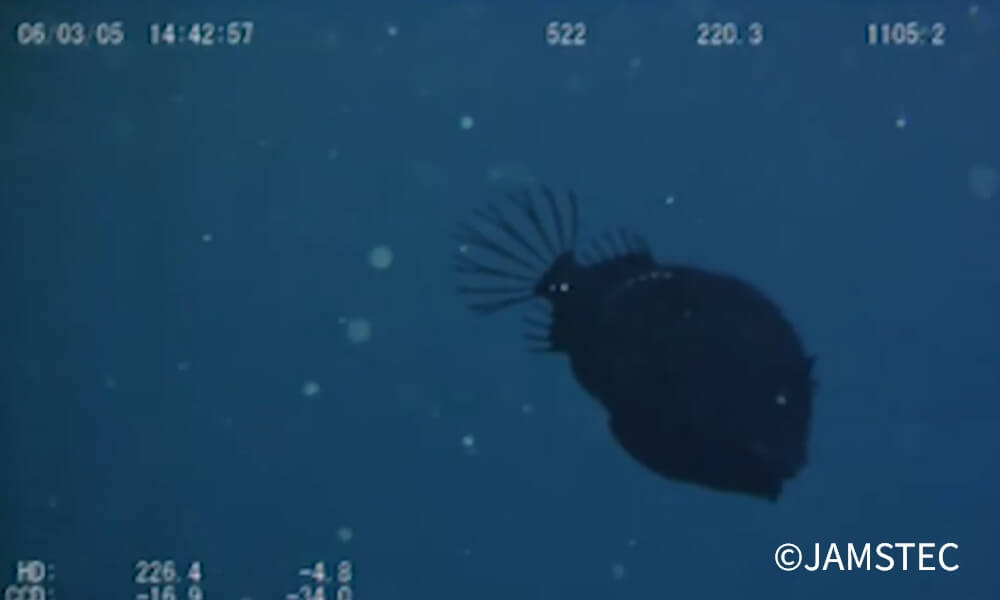 JAMSTEC深海調査映像。深海に生息する黒く丸い深海魚が写っている。