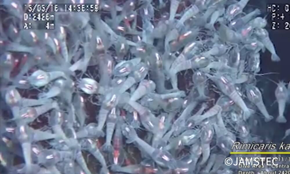 深海の熱水噴出孔周辺に群生する生き物の群れ。