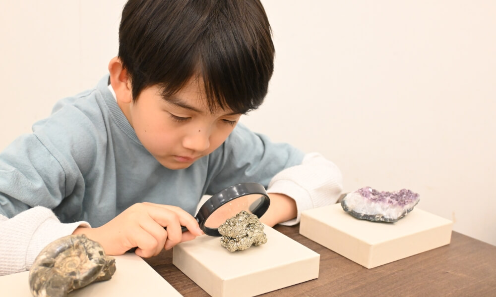 男の子が虫眼鏡でアンモナイト・黄鉄鉱などの鉱物標本を観察している様子。