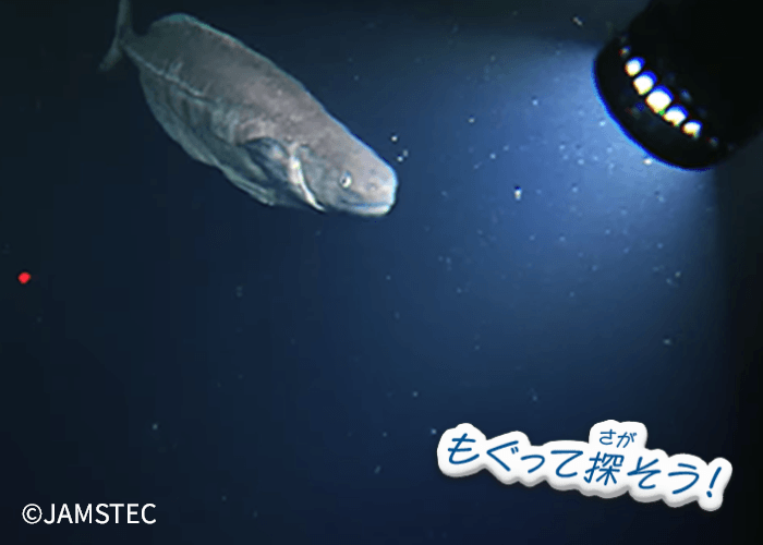 もぐって探そう！