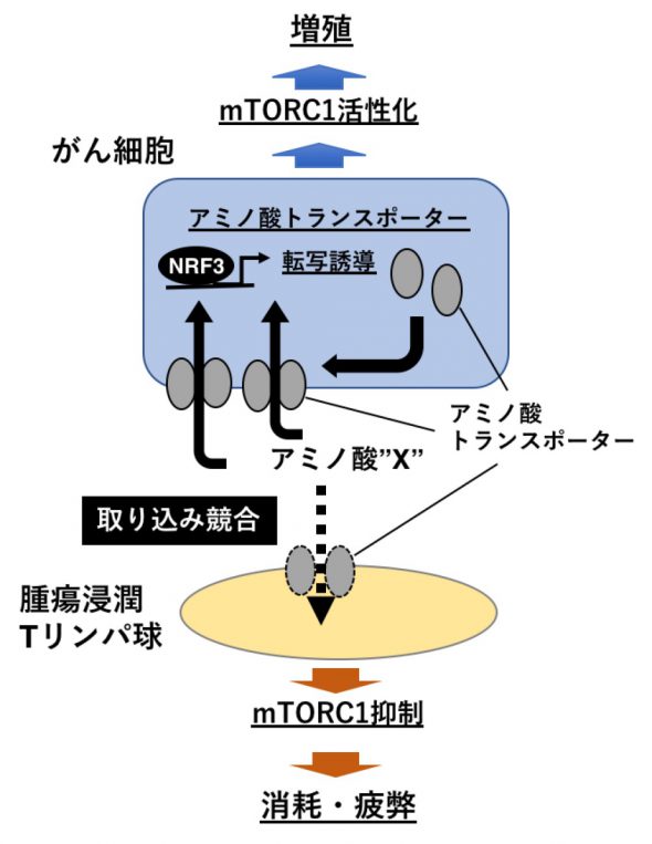 研究内容2